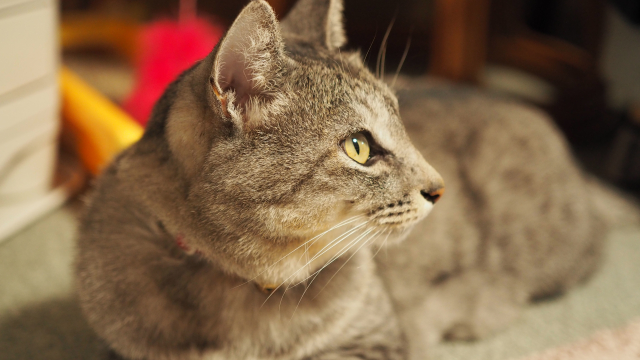 猫アレルギーでも、愛猫と幸せに暮らすための環境づくり