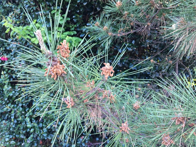 黄砂と花粉に負けない、お部屋の整え方